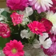 さくらんぼ39