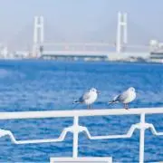 emの画像