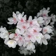 フクロモモンガ
