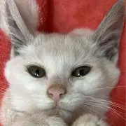 あとたいの画像