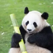 SAGAの画像