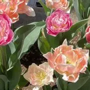 さくら★ 即購入OKです！の画像