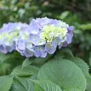 茄子(プロフ必読)の画像