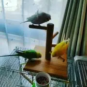 インコ屋の画像