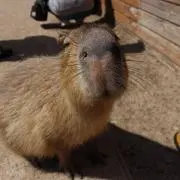 ゆっきーの画像
