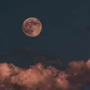 熊(๑・㉨・๑)の画像