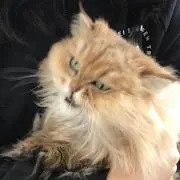 ksmartの画像