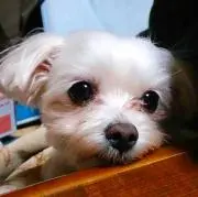 Tytoの画像