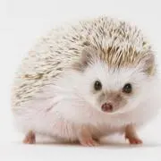 かえで
