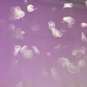 みきの画像