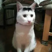 ぴよきち