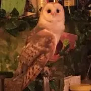 パヤ