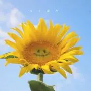 ぽんこつの画像