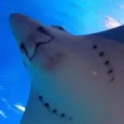 ま