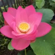 ばんぺいゆ（プロフ必読☆）の画像