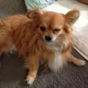 hi