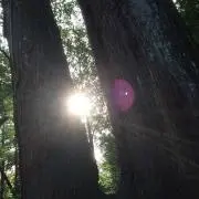sin工房の画像