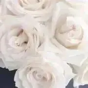 葡萄ブドウの画像