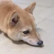 こちの画像