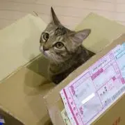 猫飼健命　ねこいます。の画像