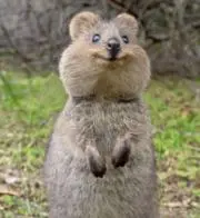 こちうさの画像