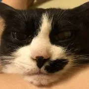 くりりんの画像