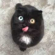 まゆる