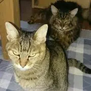あやこ
