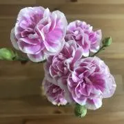 mahaの画像