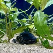コポーロ【金土日は値下げしてます】の画像