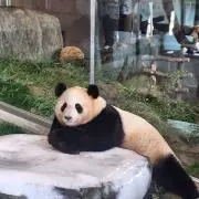 きなこの画像