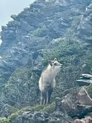 ステラの画像
