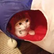 あーの画像