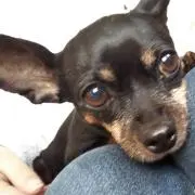 ももこ