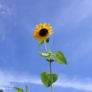 まるの画像