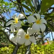 プルメリアの画像