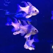 りーの画像