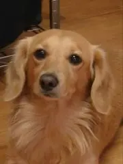 Image of suzune.