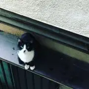 畑の画像