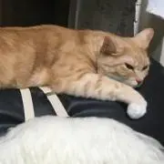 タマオ
