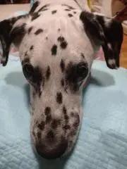 ウーチャミ