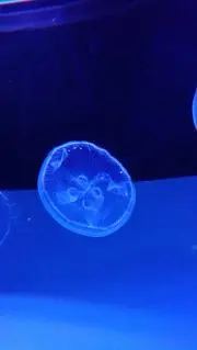 さくらの画像