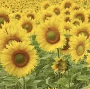 ひまわりの画像