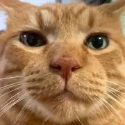 ひさおの画像