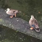 くうたん