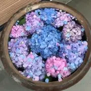 はるの画像