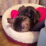 しげぽ♡