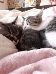 にじいろの画像