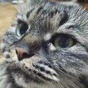 くーちゃん虹の橋☆毛糸☆