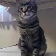 ななこ